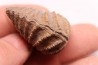 LINOTRIGONIA fittoni - Albien moyen - carriere Courcelles, Villemoyenne, Aube, FRANCE