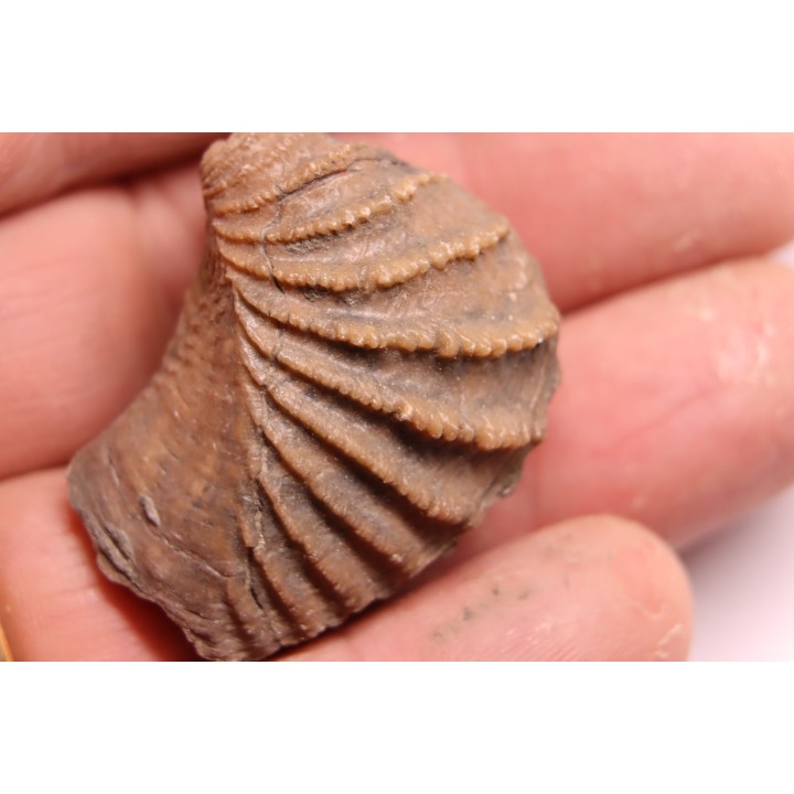 LINOTRIGONIA fittoni - Middle Albian - Courcelles quarry,  Villemoyenne, Aube, FRANCE