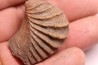 LINOTRIGONIA fittoni - Albien moyen - carriere Courcelles, Villemoyenne, Aube, FRANCE