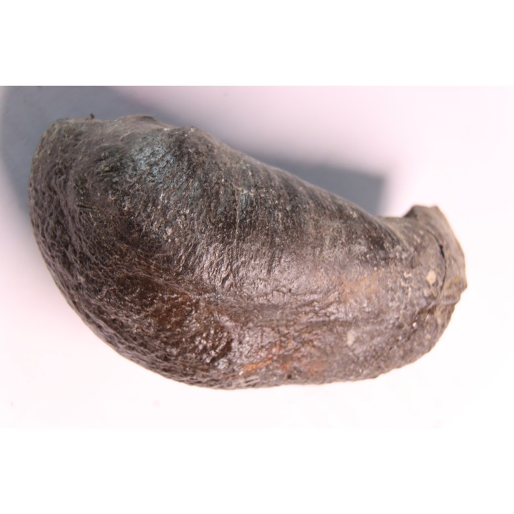bulla tympani de baleine  mio-pliocene  Floride - USA