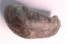 whale earbone mio-pliocene Florida - USA