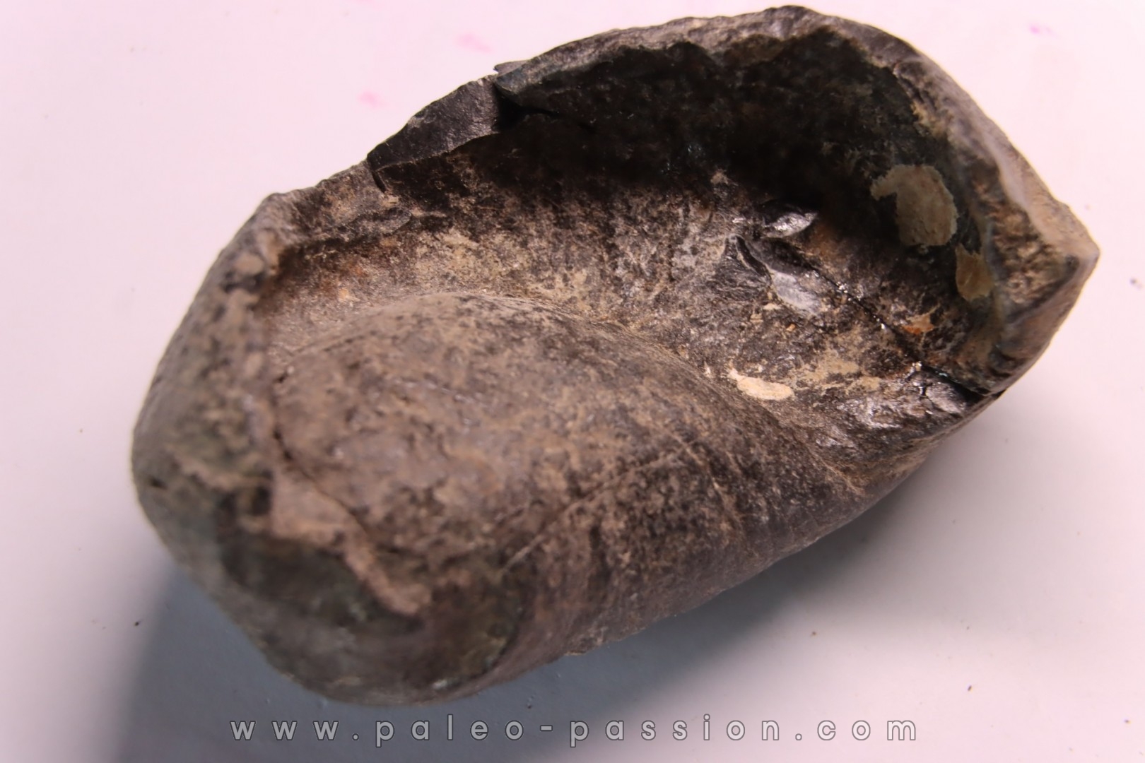 whale earbone mio-pliocene Florida - USA
