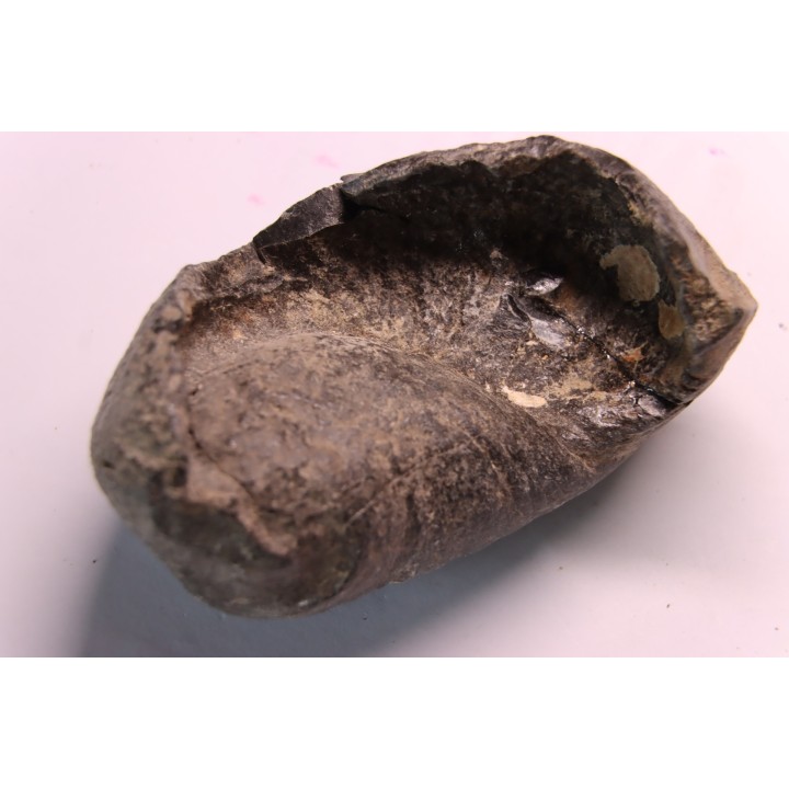 whale earbone  mio-pliocene  Florida - USA
