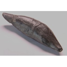 Sperm Whale tooth :Scaldicetus grandis
