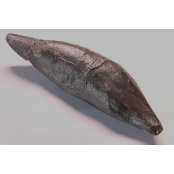 Sperm Whale tooth :Scaldicetus grandis