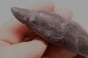 Sperm Whale tooth :Scaldicetus grandis
