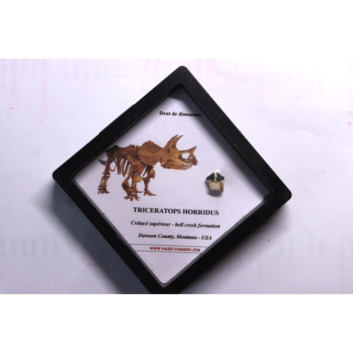 dinosaure tooth: TRICERATOPS HORRIDUS