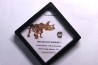 coffret dent de TRICERATOPS HORRIDUS