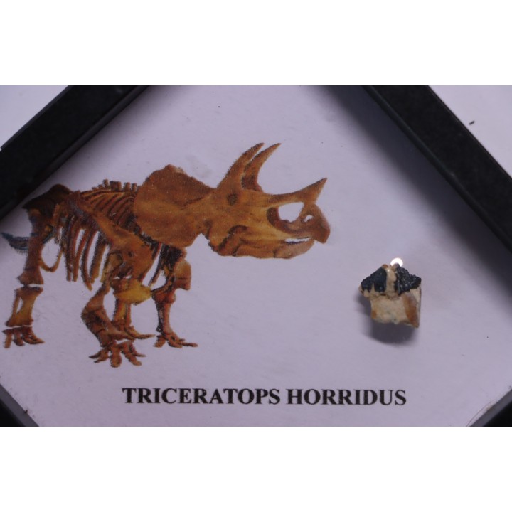 coffret dent de TRICERATOPS HORRIDUS