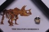 coffret dent de TRICERATOPS HORRIDUS