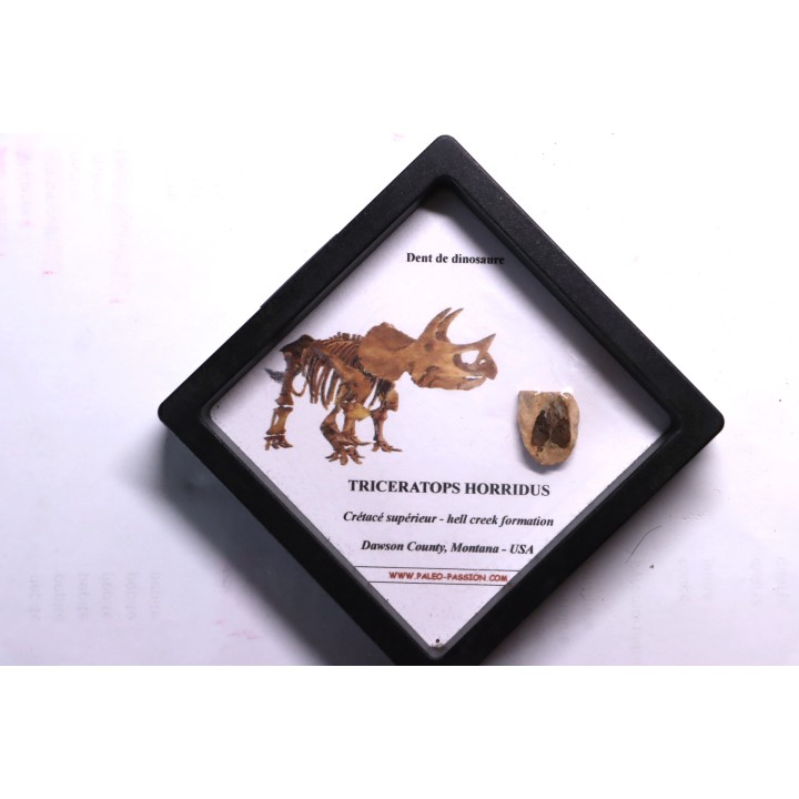 dinosaure tooth: TRICERATOPS HORRIDUS