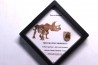 coffret dent de TRICERATOPS HORRIDUS