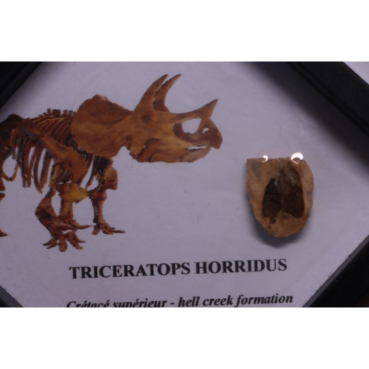 coffret dent de TRICERATOPS HORRIDUS