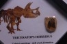 coffret dent de TRICERATOPS HORRIDUS