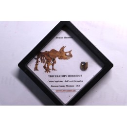 coffret dent de TRICERATOPS HORRIDUS