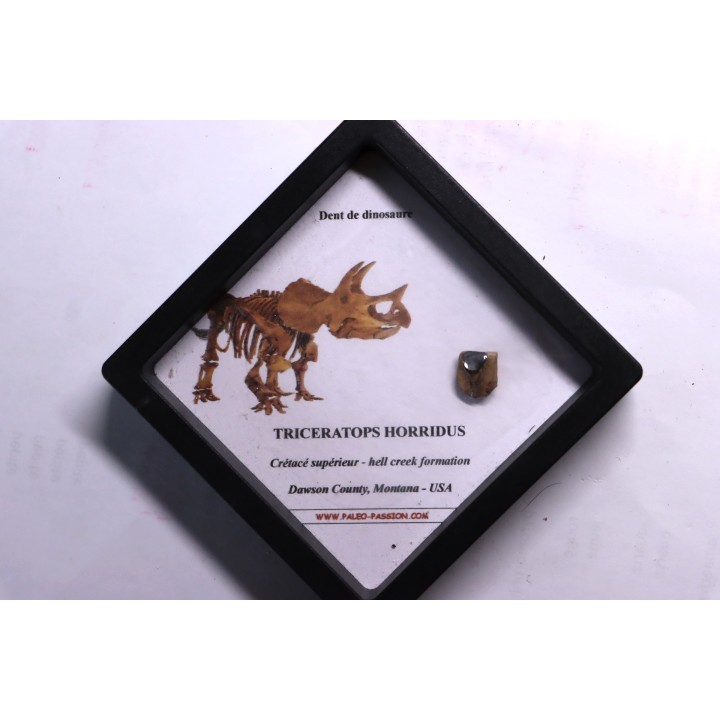 coffret dent de TRICERATOPS HORRIDUS