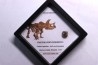 dinosaure tooth: TRICERATOPS HORRIDUS