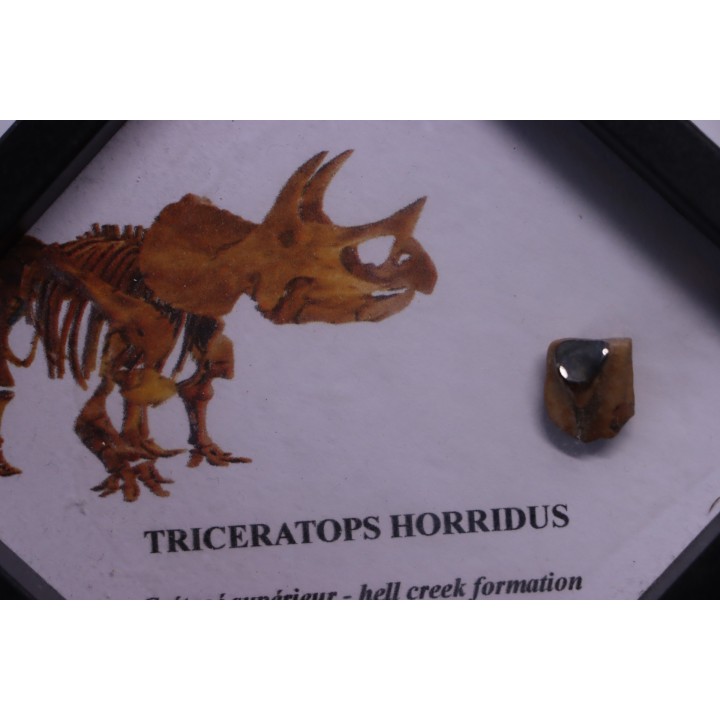 dinosaure tooth: TRICERATOPS HORRIDUS