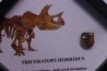 coffret dent de TRICERATOPS HORRIDUS
