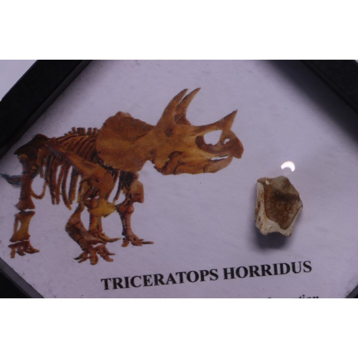 dinosaure tooth: TRICERATOPS HORRIDUS