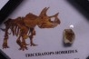 coffret dent de TRICERATOPS HORRIDUS