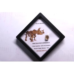 dinosaure tooth: TRICERATOPS HORRIDUS