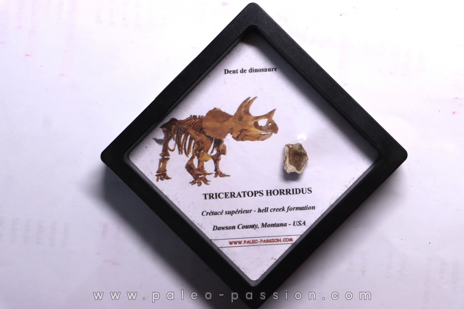 dinosaure tooth: TRICERATOPS HORRIDUS