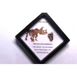 coffret dent de TRICERATOPS HORRIDUS