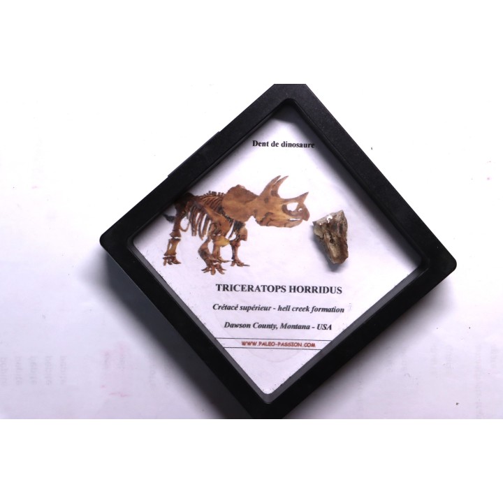 coffret dent de TRICERATOPS HORRIDUS