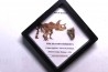 dinosaure tooth: TRICERATOPS HORRIDUS