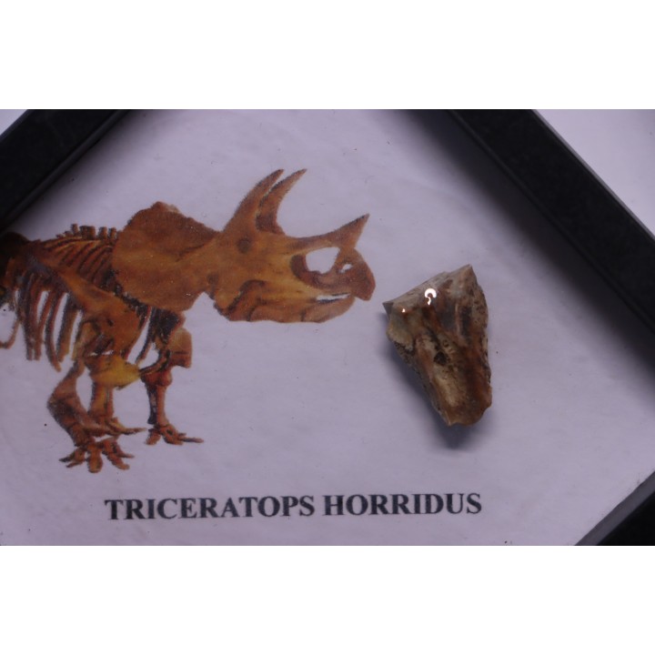 coffret dent de TRICERATOPS HORRIDUS