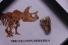 coffret dent de TRICERATOPS HORRIDUS