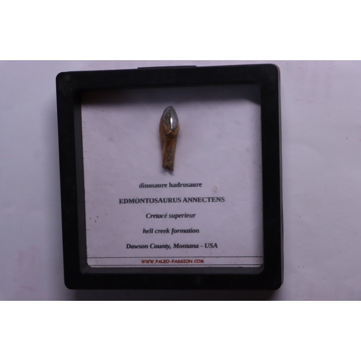 HADROSAUR tooth:  edmontosaurus anneltens - Hell Creek  Fmt - upper cretaceous - Montana, USA
