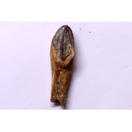 HADROSAUR tooth:  edmontosaurus anneltens - Hell Creek  Fmt - upper cretaceous - Montana, USA