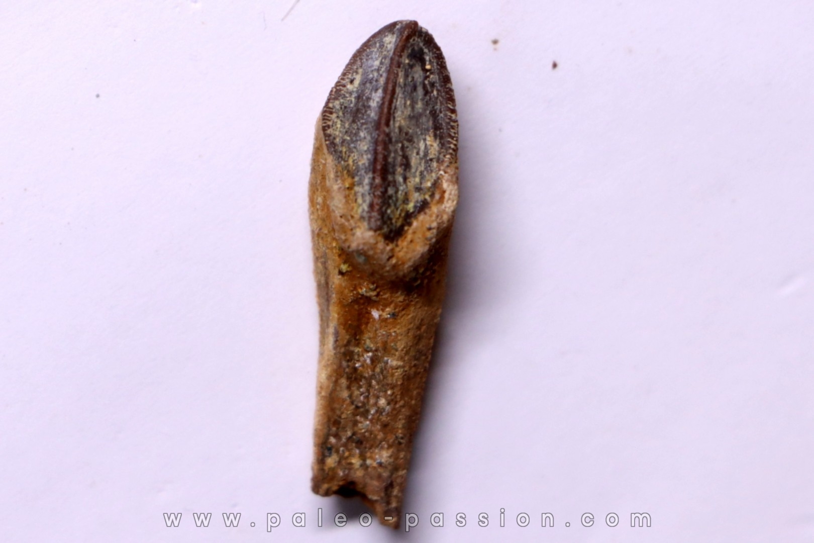 HADROSAUR tooth: edmontosaurus anneltens - Hell Creek Fmt - upper cretaceous - Montana, USA