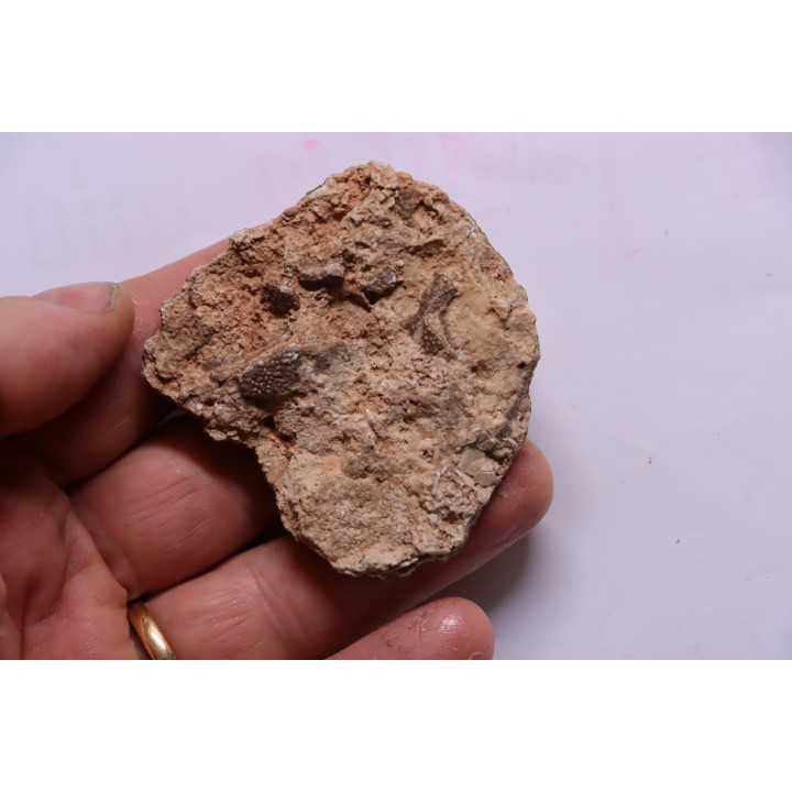 dinosaur titanosaur saltasaurus incomplete egg