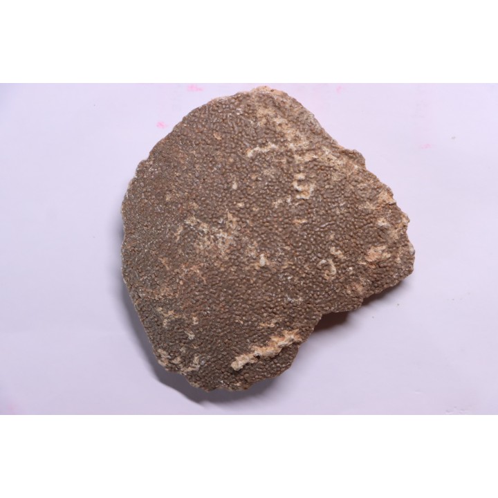 dinosaur titanosaur saltasaurus incomplete egg
