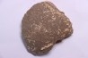 dinosaur titanosaur saltasaurus incomplete egg