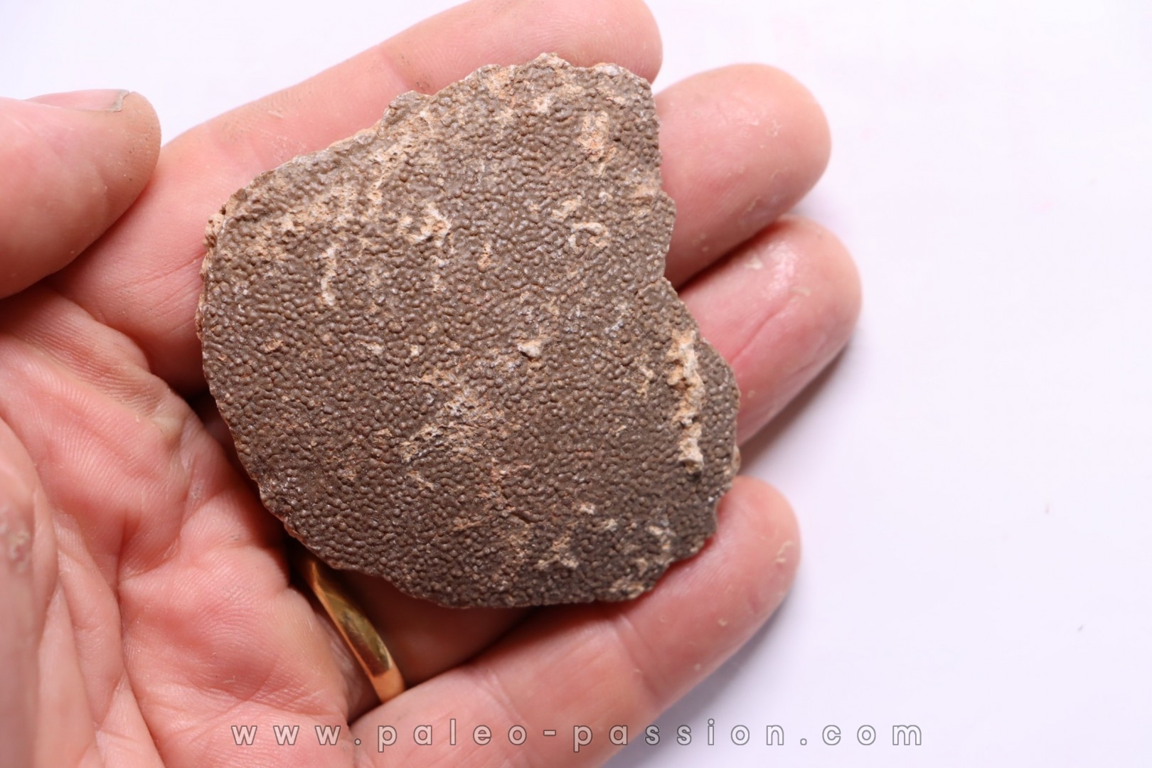 dinosaur titanosaur saltasaurus incomplete egg