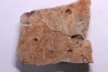 Namacalathus hermanestes & Albumarid Skinnera sp.  - Precambrian, Ediacara period, Nama formation - Dish River Canyon, Namibia