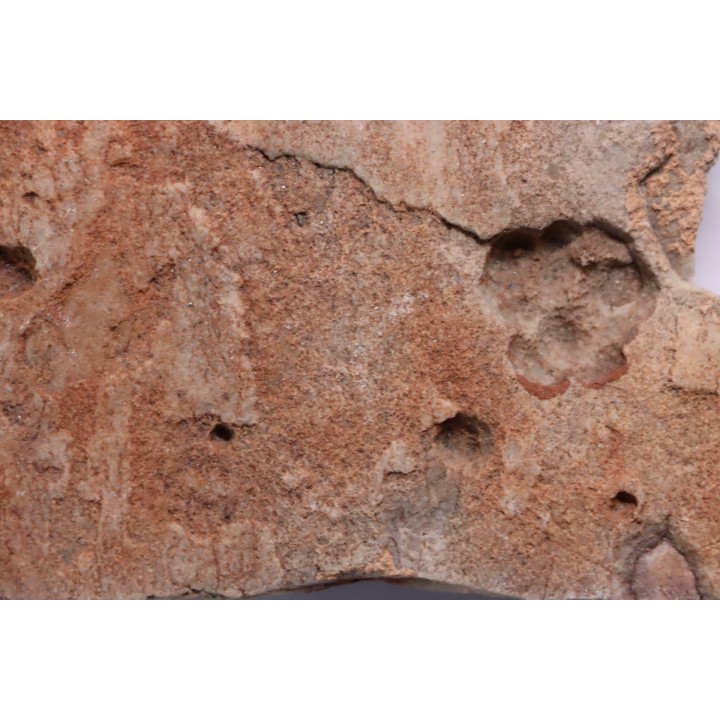 Namacalathus hermanestes & Albumarid Skinnera sp.  - Precambrian, Ediacara period, Nama formation - Dish River Canyon, Namibia