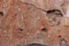 Namacalathus hermanestes & Albumarid Skinnera sp.  - Precambrian, Ediacara period, Nama formation - Dish River Canyon, Namibia