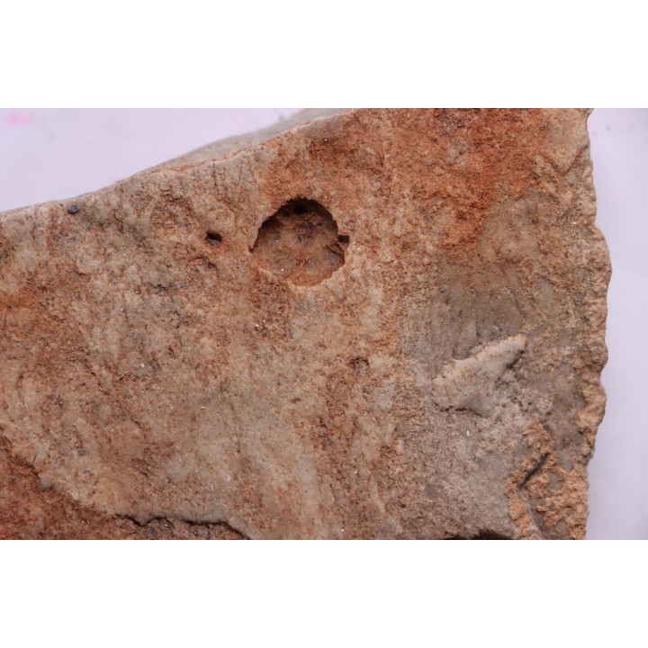 Namacalathus hermanestes & Albumarid Skinnera sp.  - Precambrian, Ediacara period, Nama formation - Dish River Canyon, Namibia