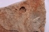 Namacalathus hermanestes & Albumarid Skinnera sp.  - Precambrian, Ediacara period, Nama formation - Dish River Canyon, Namibia