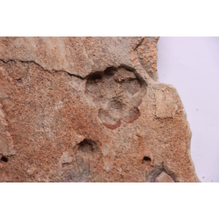 Namacalathus hermanestes & Albumarid Skinnera sp.  - Precambrian, Ediacara period, Nama formation - Dish River Canyon, Namibia