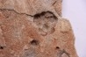 Namacalathus hermanestes & Albumarid Skinnera sp.  - Precambrian, Ediacara period, Nama formation - Dish River Canyon, Namibia