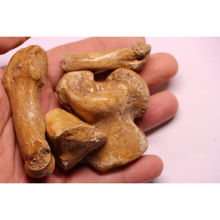 COLLECTION D'OS D' OURS DES CAVERNES - Ursus spelaeus - Pléistocène d'Europe