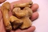 CAVERN BEAR BONES - Ursus spelaeus - Pléistocène  from  Europe.