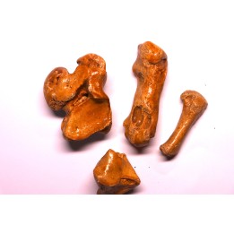 CAVERN BEAR BONES - Ursus spelaeus - Pléistocène  from  Europe.