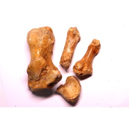CAVERN BEAR BONES - Ursus spelaeus - Pléistocène  from  Europe.